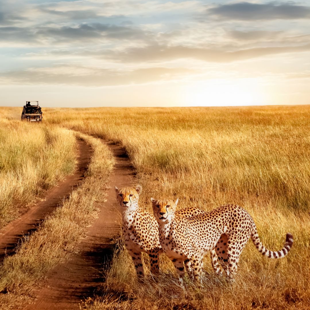 Groepsreis Zuid-Afrika - rondreis zuid afrika