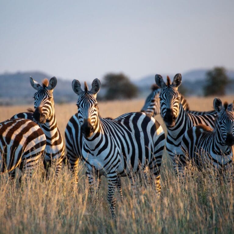 Groepsreis Zuid-Afrika - rondreis zuid afrika