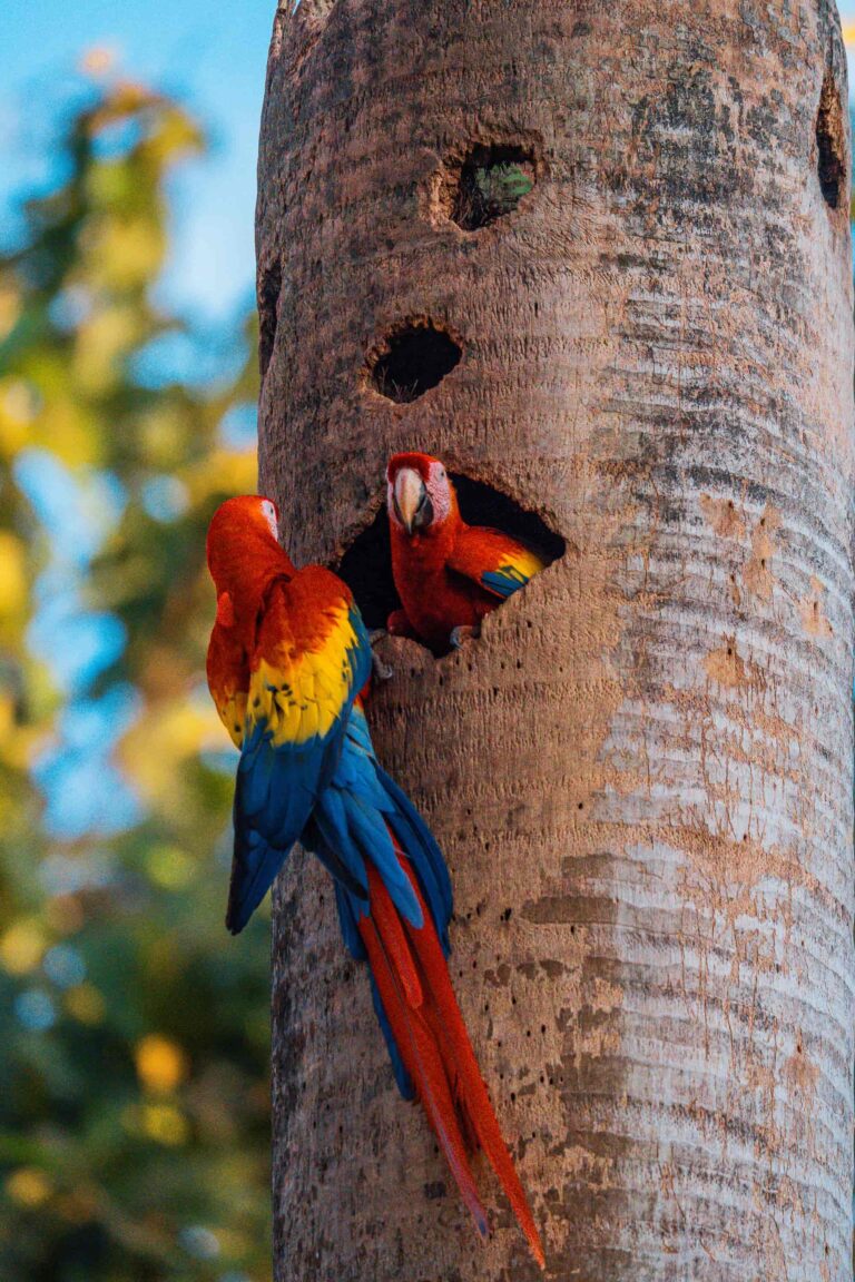 Groepsreis costa rica - rondreis costa rica - beste reistijd costa rica