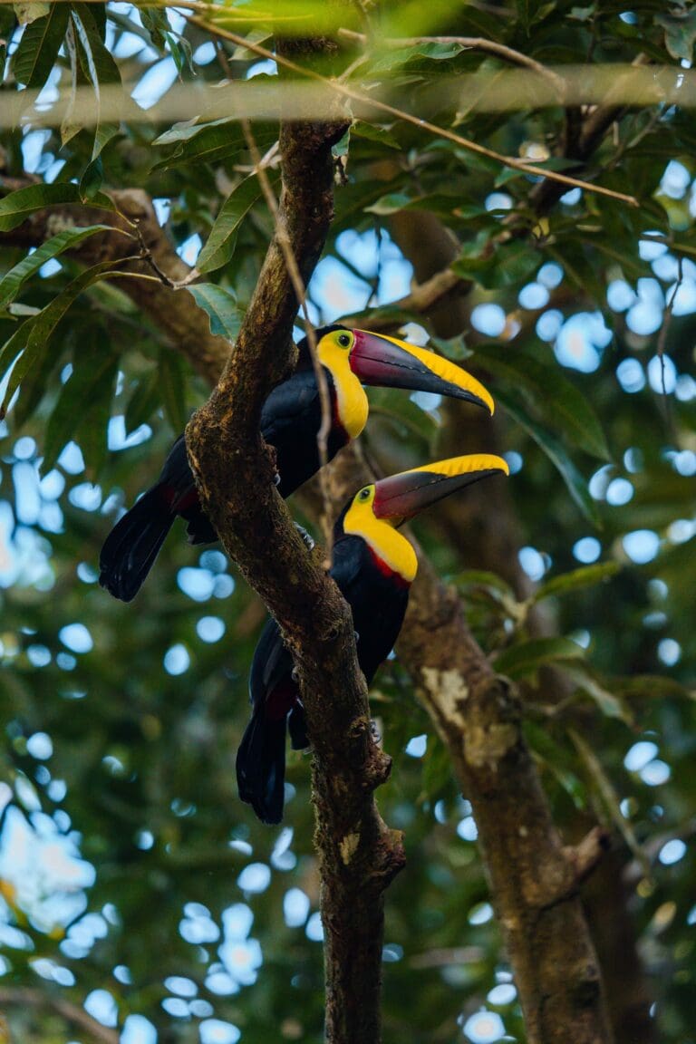 rondreis costa rica - groepsreis costa rica - beste reistijd costa rica