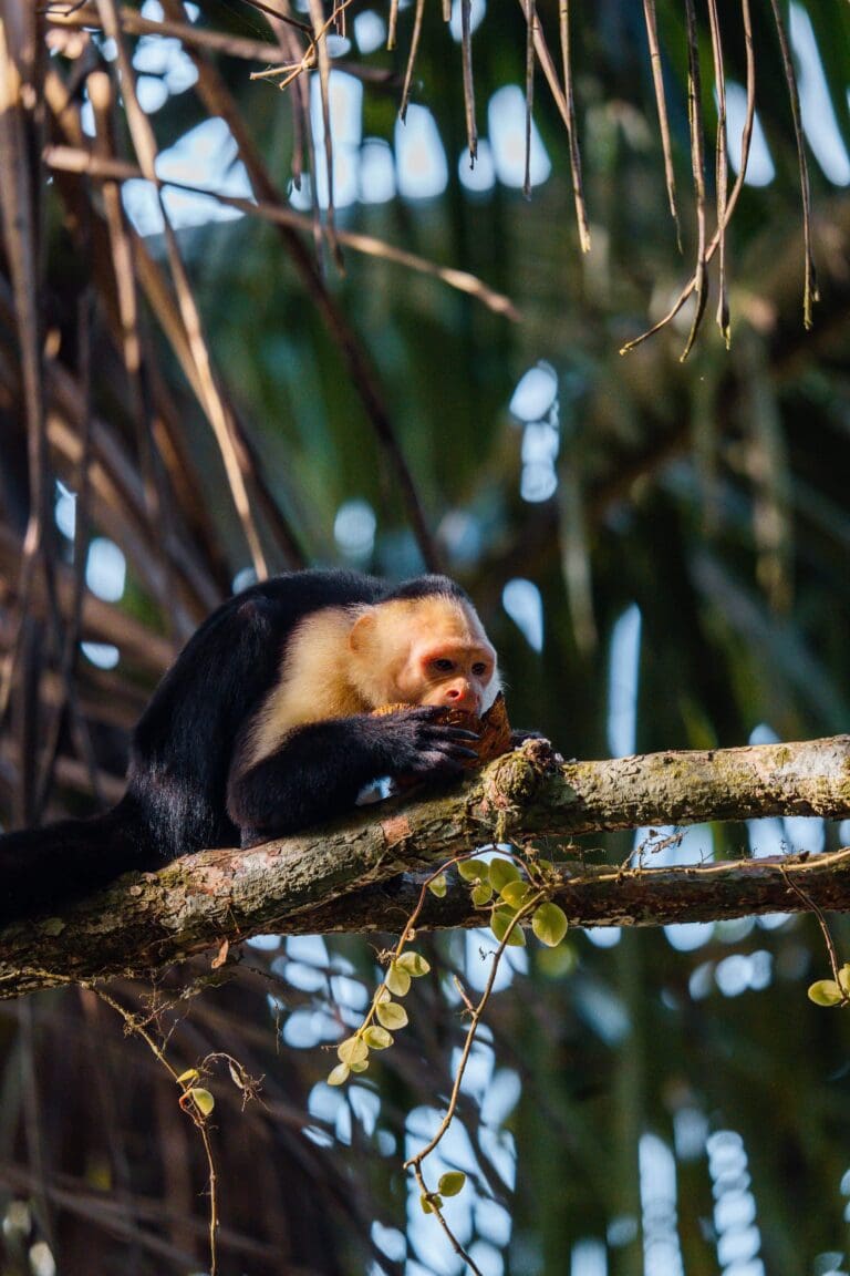 Groepsreis costa rica - rondreis costa rica - beste reistijd costa rica