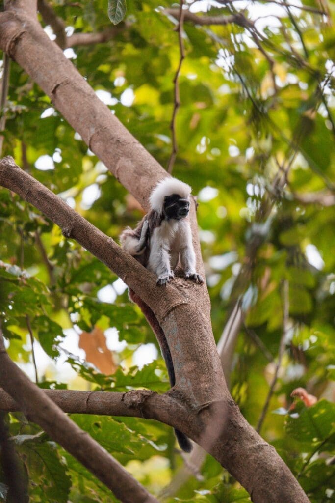 Groepsreis Colombia - reizen Colombia - Rondreizen Colombia - 22 daagse rondreis Colombia - Soloreizen in Colombia
