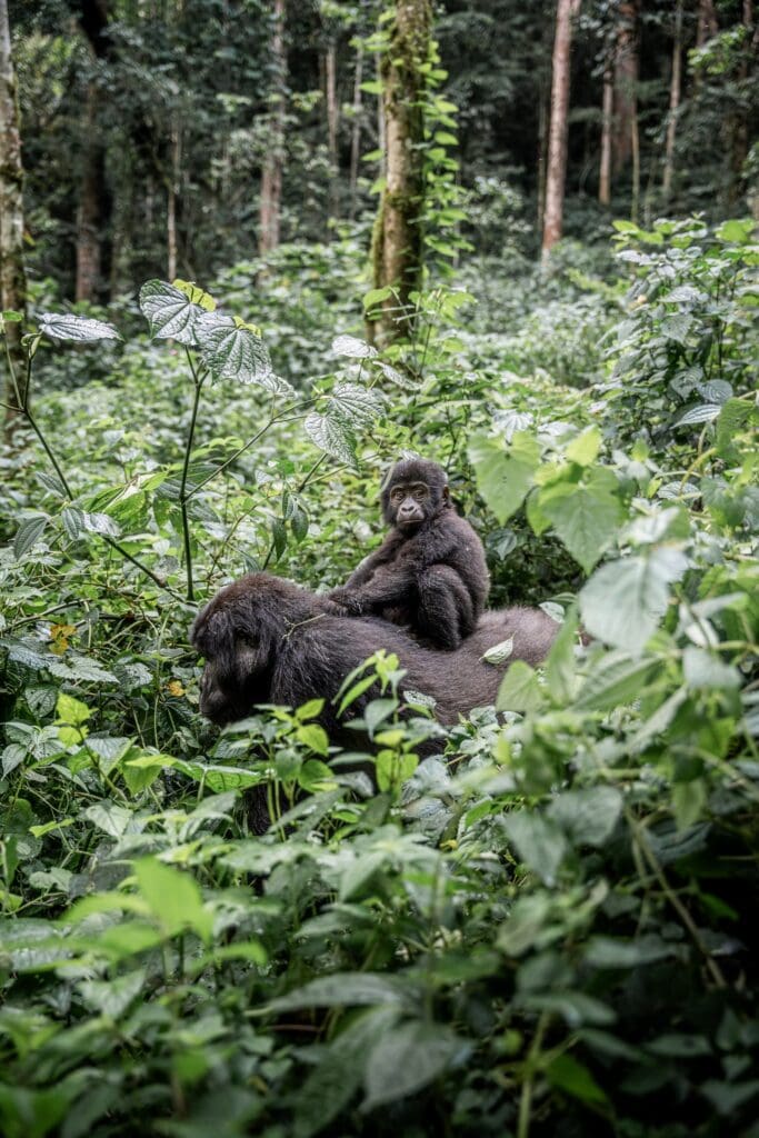 Groepsreis Oeganda - Gorillasafari Oeganda