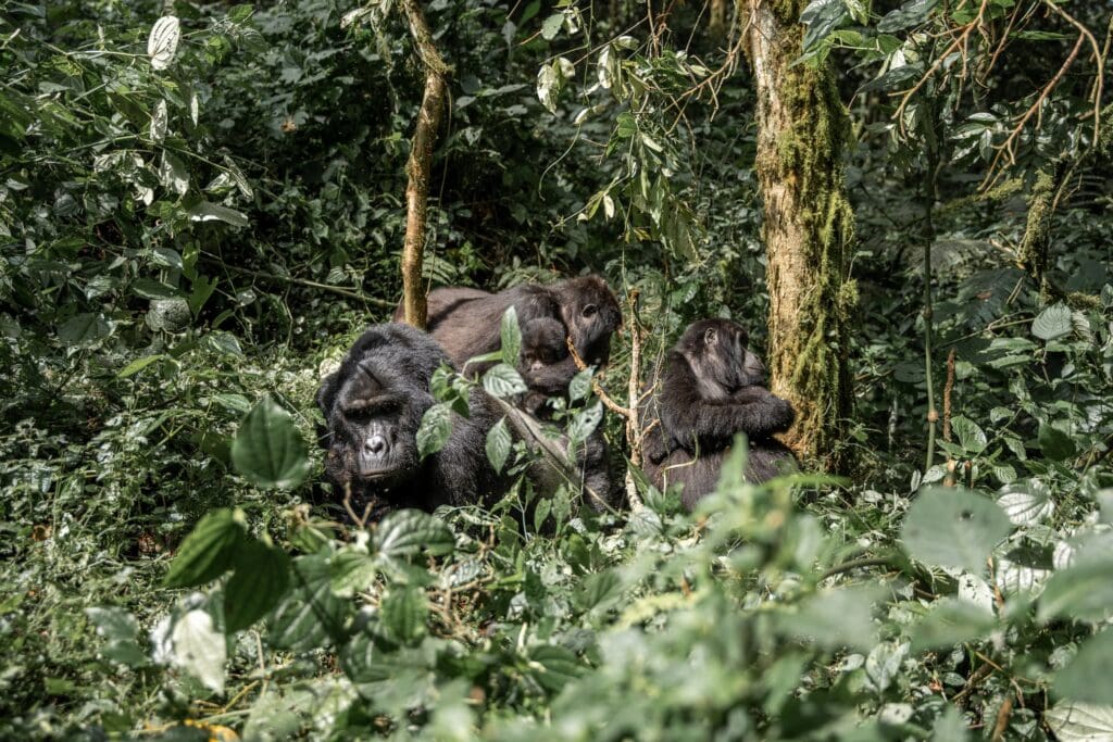 Groepsreis Oeganda - Gorillasafari Oeganda - Wildlifde spotten op rondreis in Oeganda