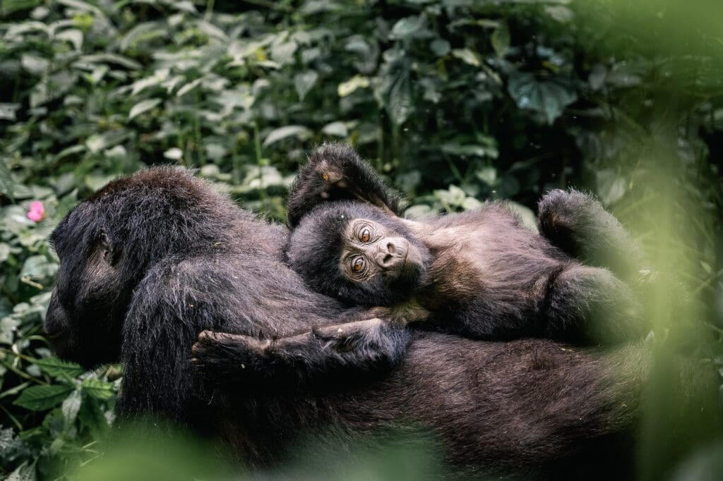 Groepsreis Oeganda - Gorilla's Oeganda - wildlife Oeganda