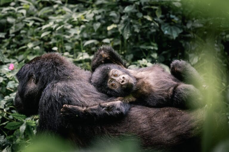 Groepsreis Oeganda - Gorilla's Oeganda - wildlife Oeganda