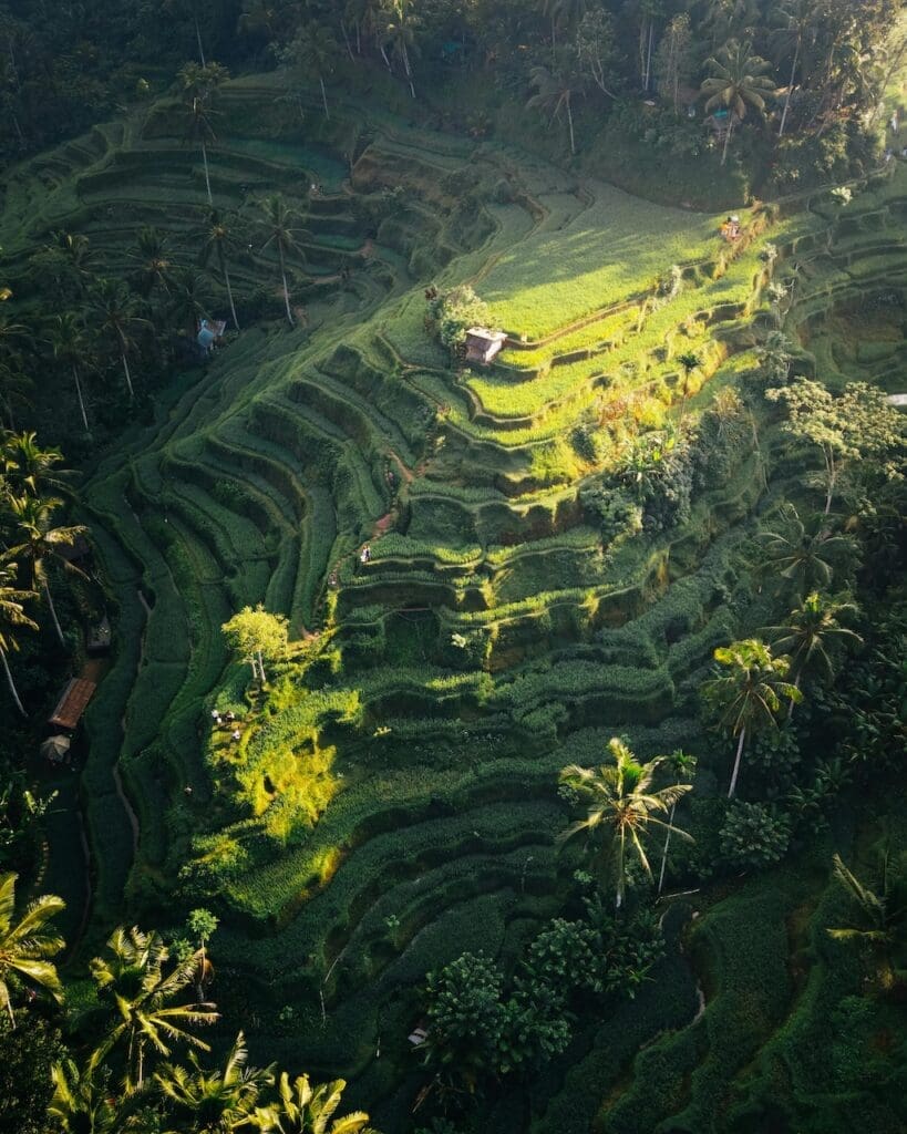 Groepsreis Bali - Beste reistijd Bali - Rijstvelden in Bali - rondreis Bali - Doorreis Bali - Soloreizen Bali - natuur in Bali