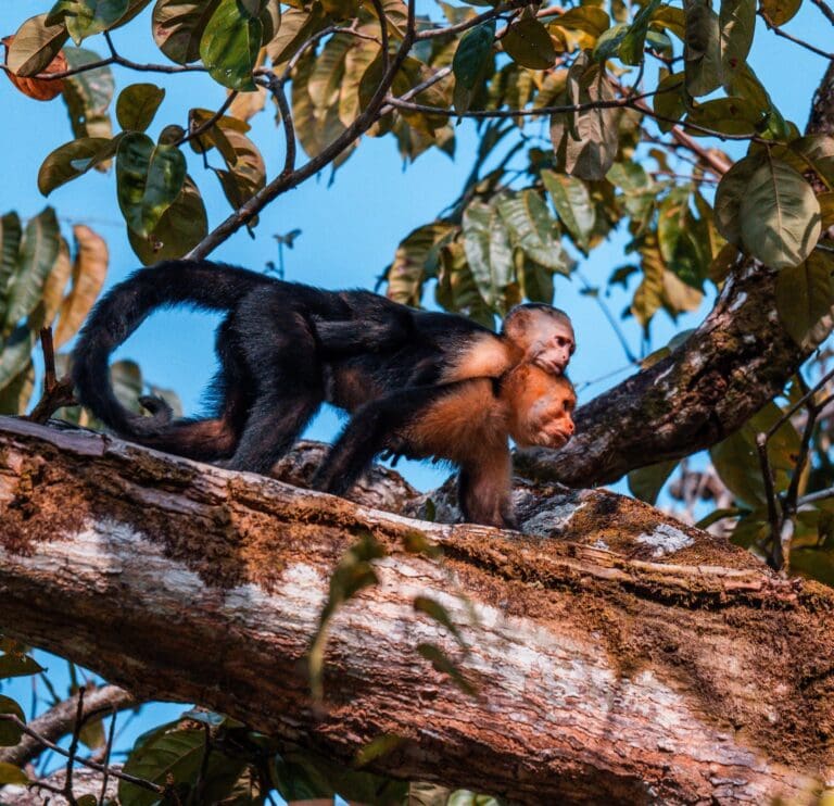 Groepsreis Costa Rica - Tweewekse Costa Rica reis- Avontuurlijk Costa Rica