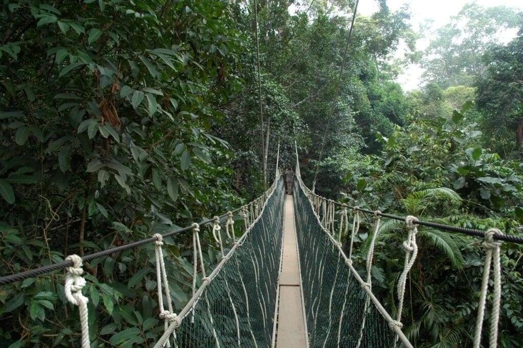 Groepsreis Maleisië & Singapore Taman Negara NP