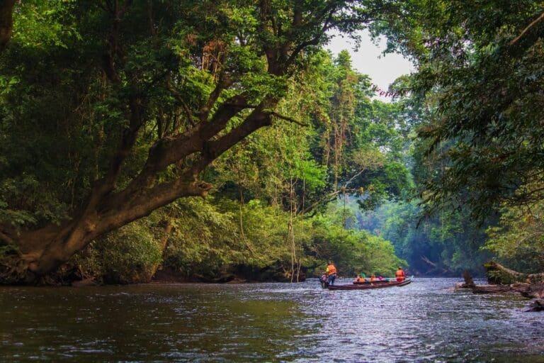 Groepsreis Maleisië & Singapore Taman Negara NP