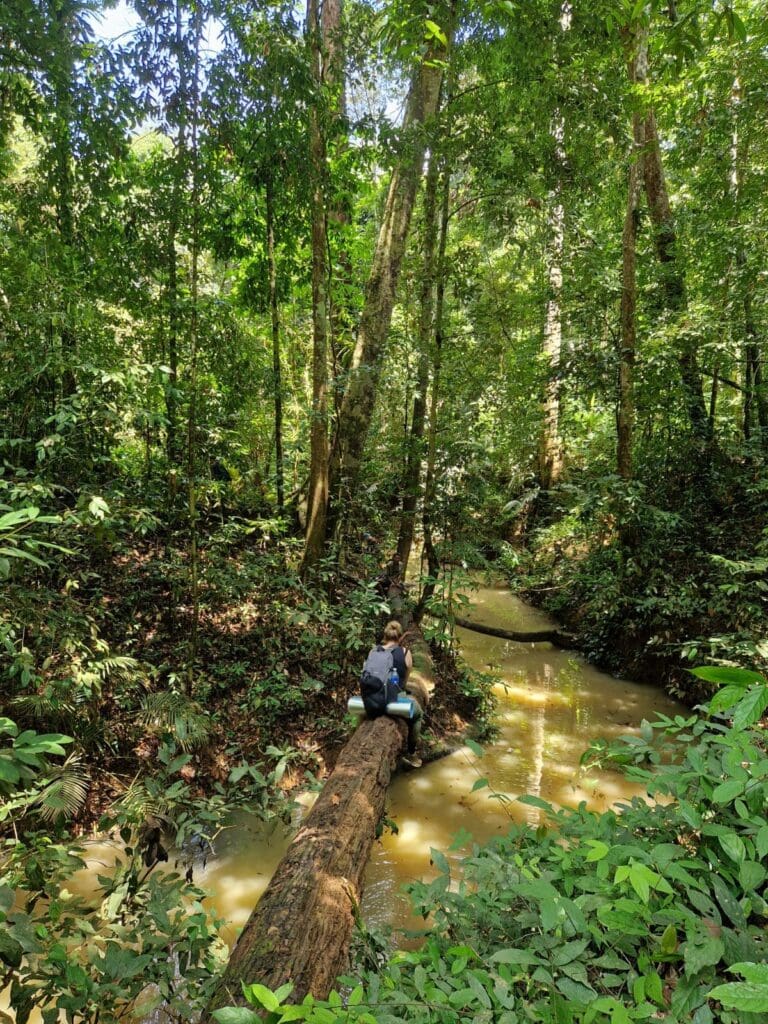 Groepsreis Maleisië & Singapore Taman Negara NP