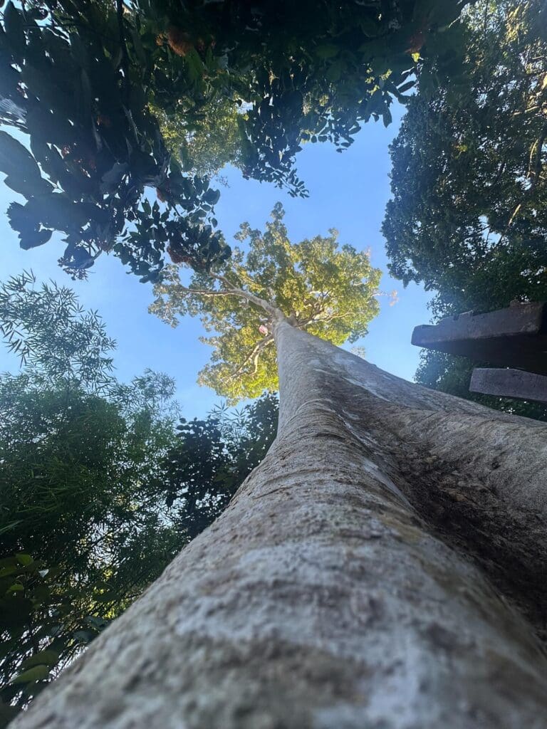 Groepsreis Maleisië & Singapore Taman Negara NP