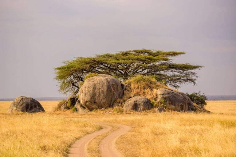 Tanzania Groepsreis - Safari Groepsreis - Afrika Groepsreis - Tanzania Lodges - Tanzania rondreis