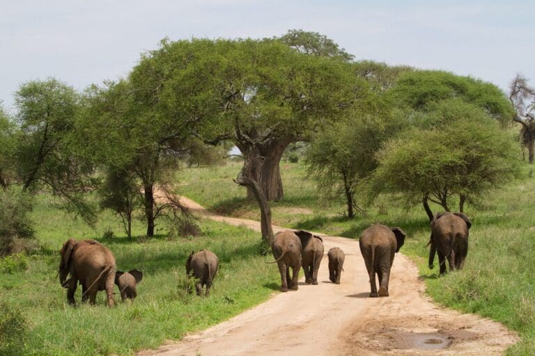 Tanzania Groepsreis - Safari Groepsreis - Afrika Groepsreis - Tanzania Lodges - Tanzania rondreis