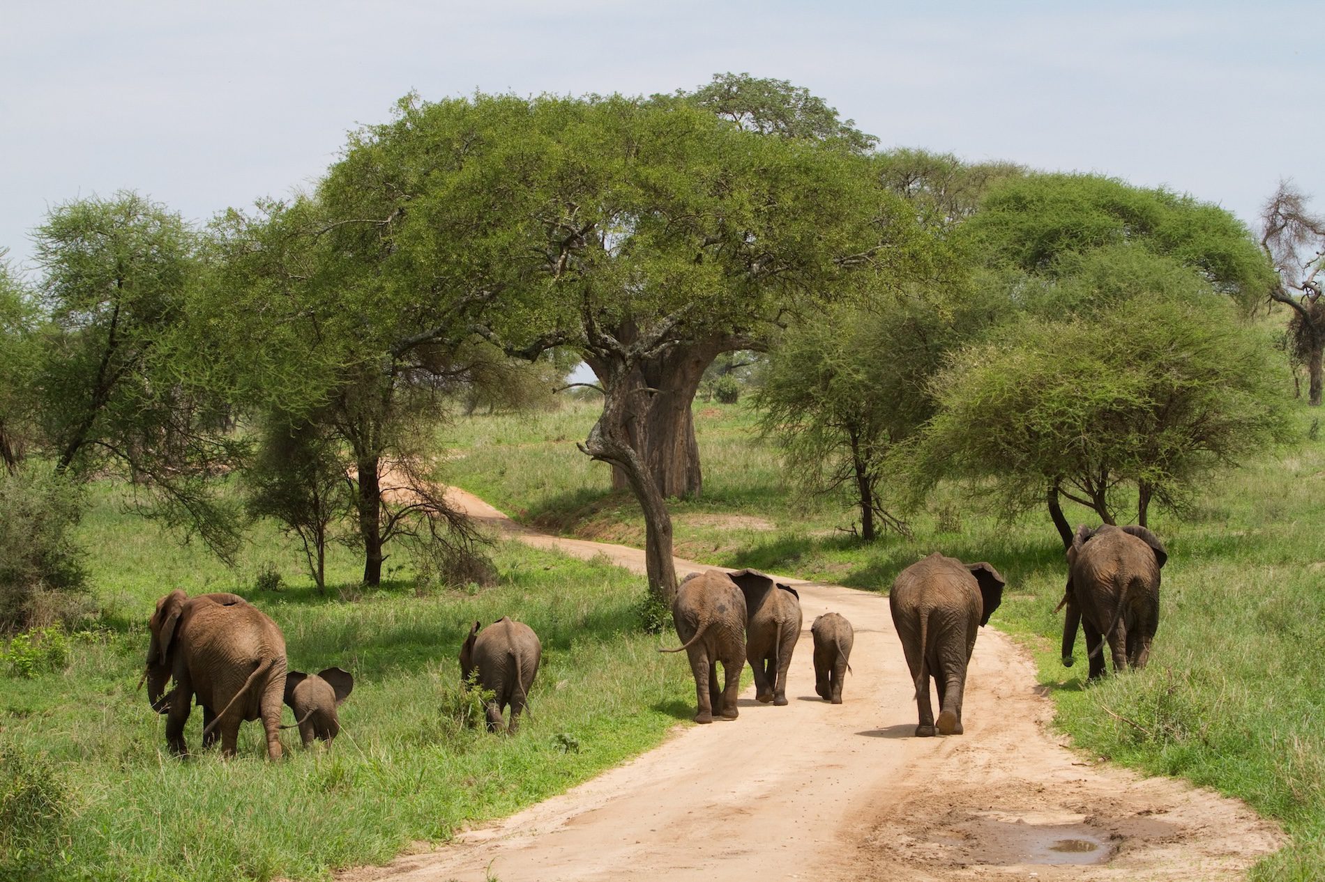 Tanzania Groepsreis - Safari Groepsreis - Afrika Groepsreis - Tanzania Lodges - Tanzania rondreis