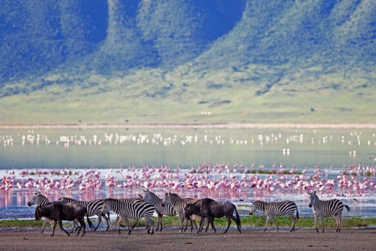 Tanzania Groepsreis - Safari Groepsreis - Afrika Groepsreis - Tanzania Lodges - Tanzania rondreis