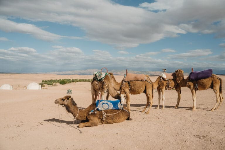 Groepsreis Marokko - Marokko reis - Rondreis Marokko - Soloreis Marokko