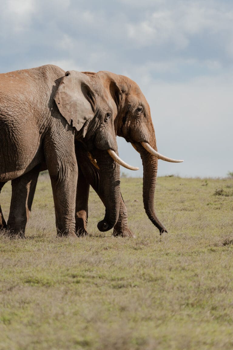 Groepsreis Zuid-Afrika - Rondreis Zuid-Afrika - Zuid-Afrika Soloreis