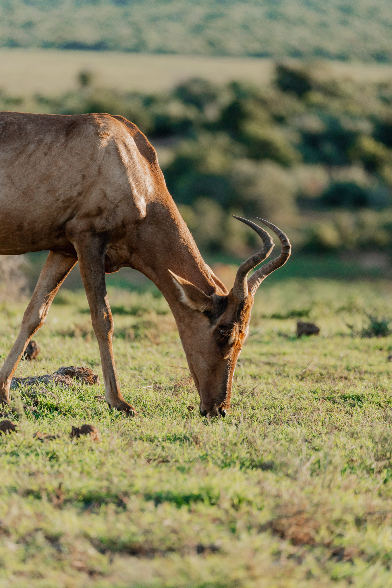 Groepsreis Zuid-Afrika - Rondreis Zuid-Afrika - Zuid-Afrika Soloreis