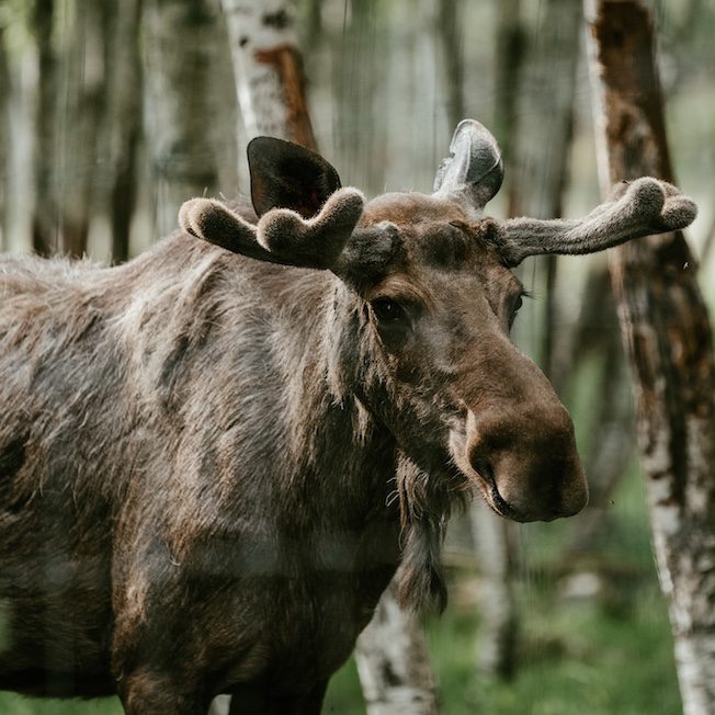 Groepsreis Nordic Woods - Groepsreis Glamping Zweden - Groepsreis glamping - Groepsreis Zweden