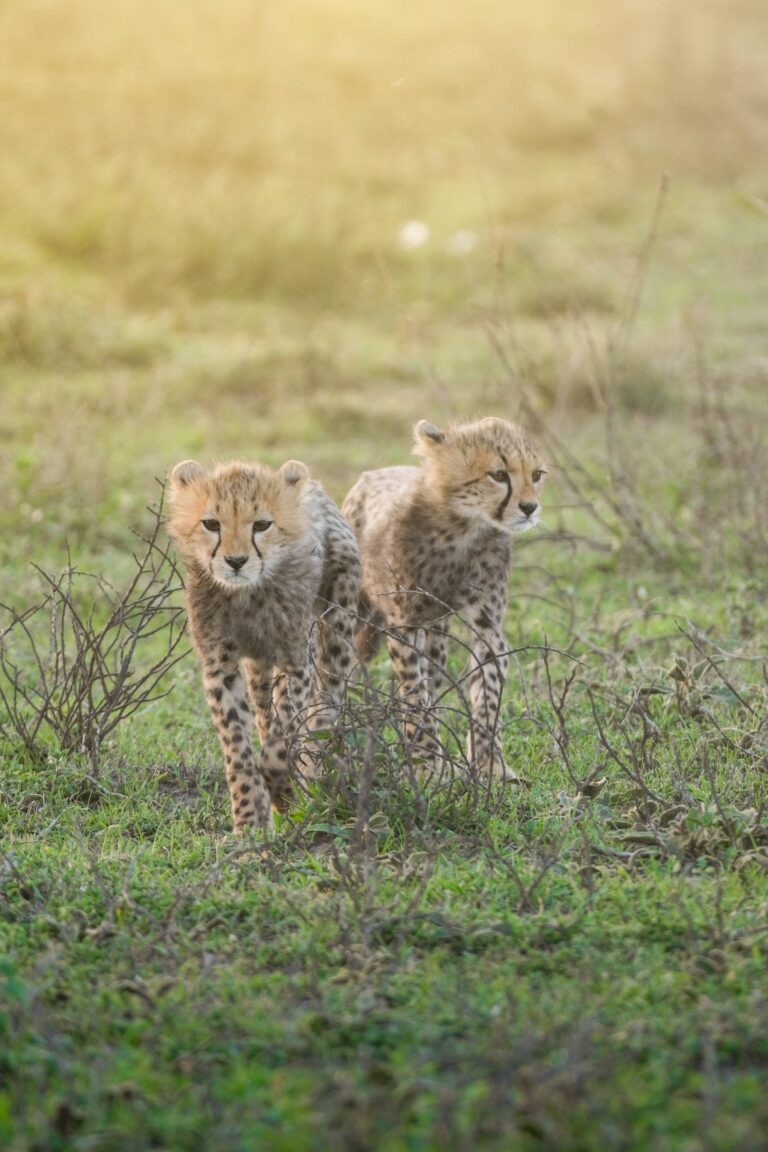 Groepsreis Tanzania - rondreis Tanzania - WeAdventures Tanzania