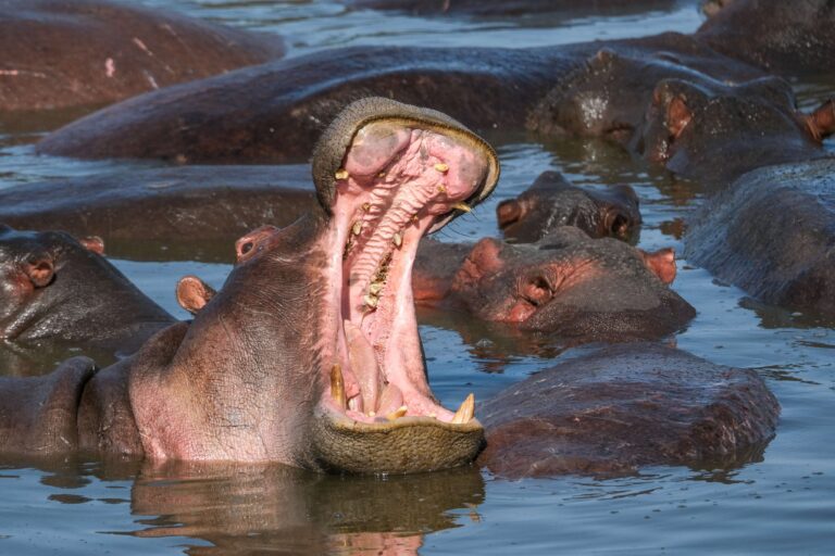 Groepsreis Tanzania - rondreis Tanzania - WeAdventures Tanzania