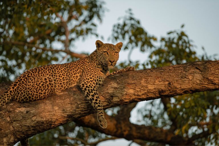 Rondreis Botswana- groepsreis Botswana