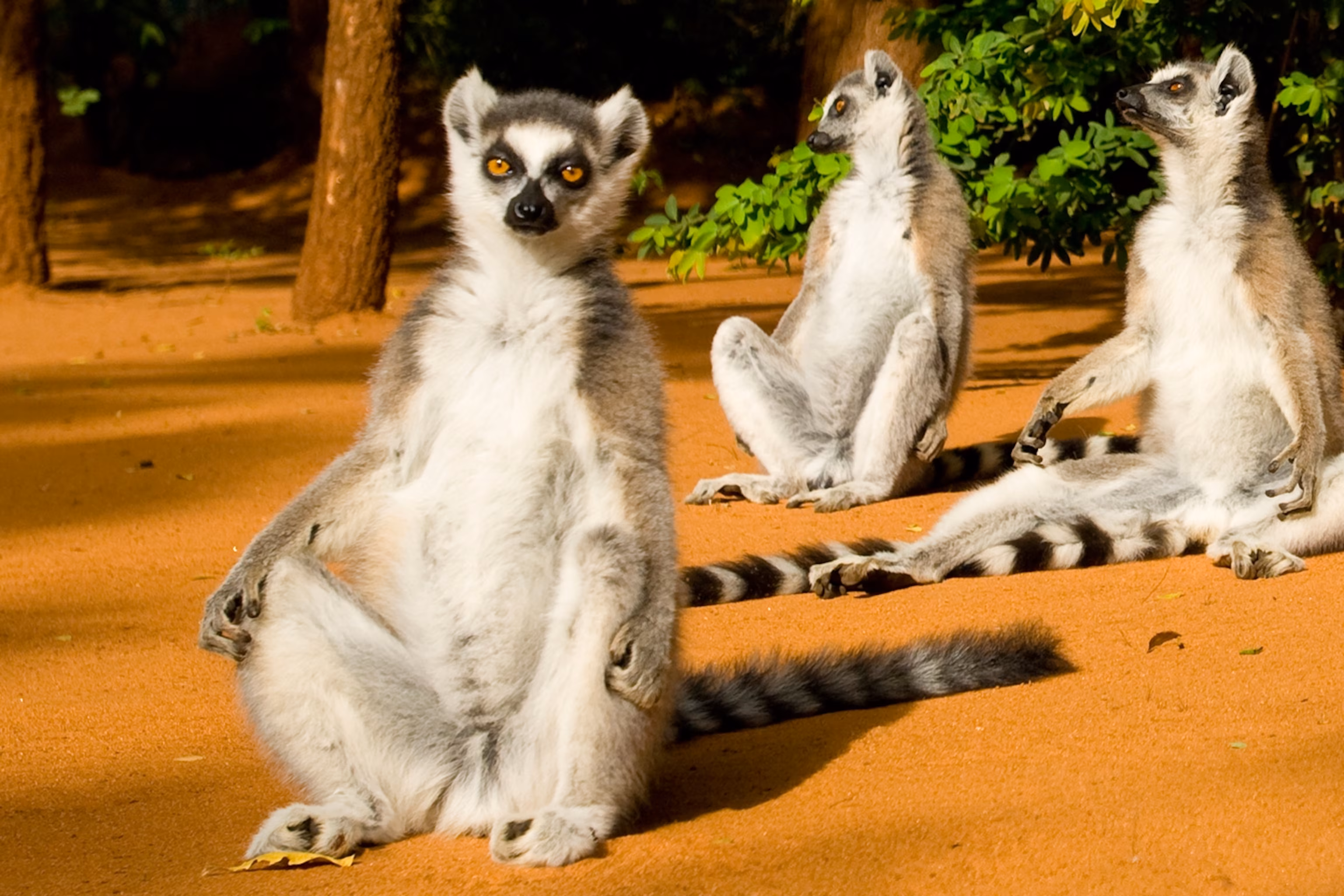 Rondreis Madagascar - groepsreis Madagascar - Soloreis Madagascar