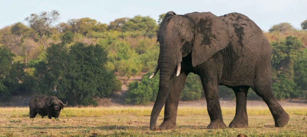 Rondreis Botswana - groepsreis Botswana