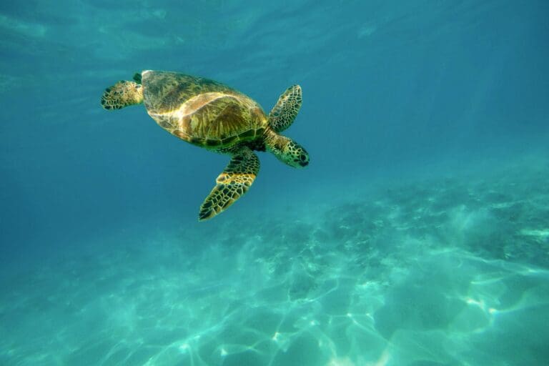Groepsreis Hawai - Hawai Soloreis - Reizen Hawai - Hawaii Groepsreis - Hawaii Soloreizigers - Rondreis Hawaii - Island Hopping Hawaii