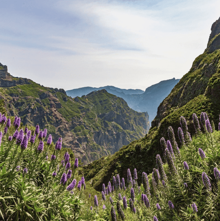 Groepsreis Madeira - Rondreis Madeira - Trektocht Madeira - Soloreizigers Madeira - Madeira Solo