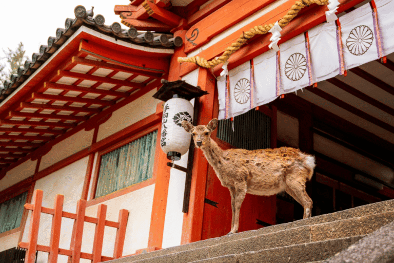 Groepsreis Japan - weadventures Japan - rondreis japan