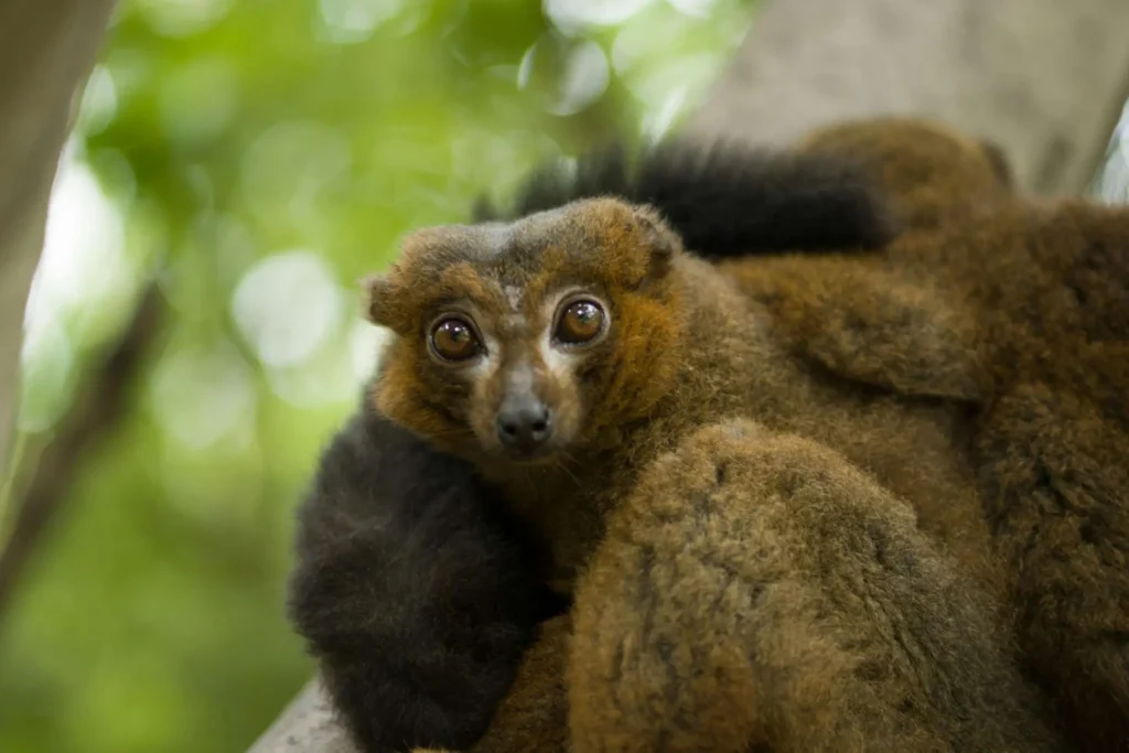 Groepsreis Madagaskar - weadventures Madagaskar - Rondreis Madagaskar