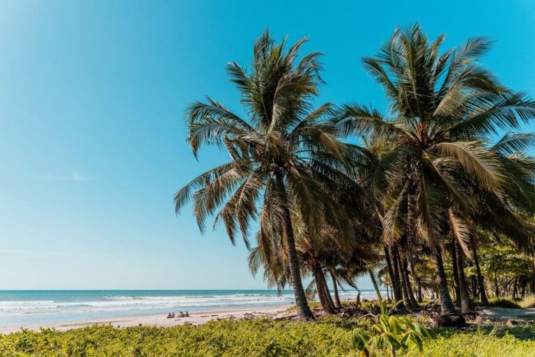 palm trees on a sunny beach in Costa Rica